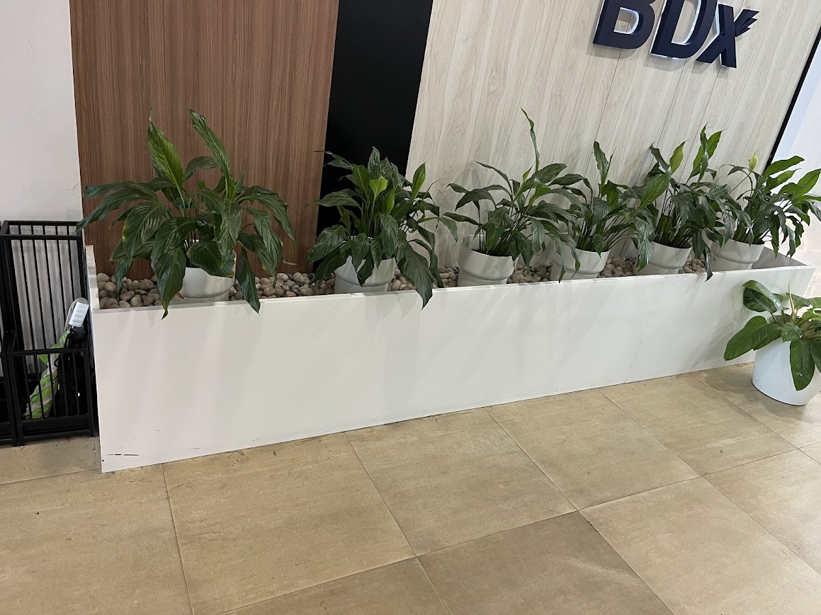 Indoor Plant Project 8